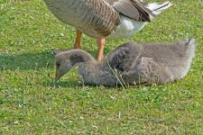 DSC_2776.jpg