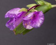 Flower black bg.jpg