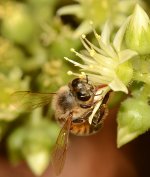 Bee.jpg
