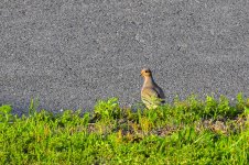 _DSC0443.jpg