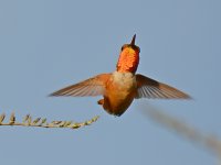 Hummer3.jpg
