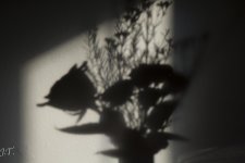 Still Life #2_001.jpg