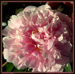 Pink Peony.jpg