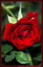 Red Rose.jpg