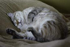 Sleepy.jpg
