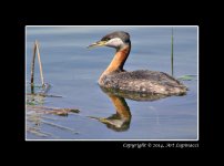 CSS_Grebe1.jpg