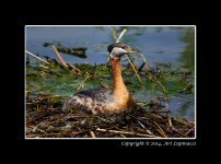 CSS_Grebe.jpg