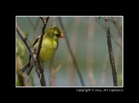 CSS_Goldfinch.jpg