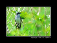 CSS-Eastern-Kingbird.jpg