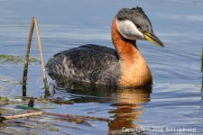 Close Up-Grebe.jpg