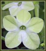 Tiny White and Green Flower.jpg