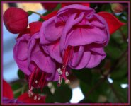 Purple and Red Fuchsia.jpg