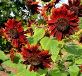 Helianthus annuus.jpg