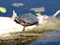 DSC_3295.JPG