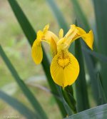 Iris Yellow.jpg