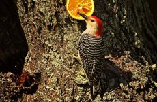 red bellied wood pecker.jpg