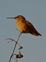 Hummer5.jpg