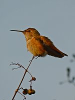 Hummer2.jpg