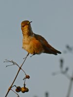 Hummer3.jpg