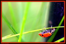 Lady Bug Upside Down.jpg
