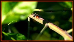 Lady Bug on a Branch.jpg