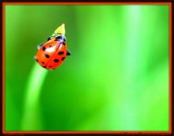 Lady Bug.jpg