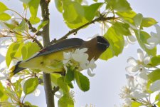 DSC_1130.jpg