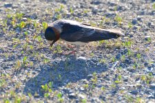 DSC_1186.jpg