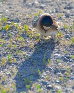 DSC_1188.jpg