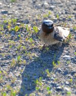 DSC_1189.jpg
