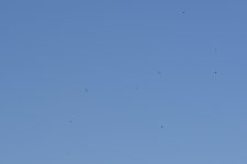 DSC_1305.jpg