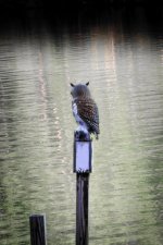 DSC_5343.jpg