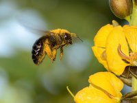 Bee.jpg