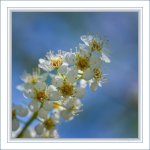 Wild cherry blossoms.jpg