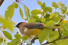 DSC_1156.jpg