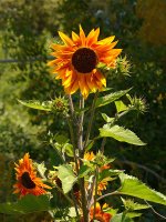 Sunflower.jpg