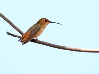 Hummer3.jpg