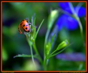 Lady Bug Before Flight.jpg