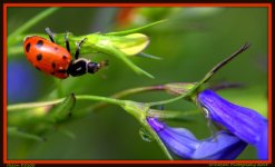 Lady Bug on Lobelia.jpg