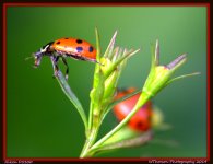Balancing Lady Bug.jpg