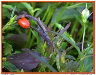 Lady Bug with No Spots.jpg