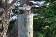 DSC_1598.jpg