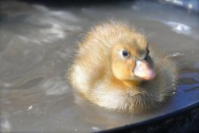 DSC_1519.jpg
