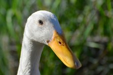 DSC_1527.jpg