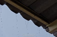 regenjune-3.jpg