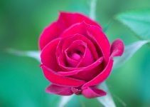 MiniRose2-XL.jpg