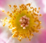 Flower1-XL.jpg