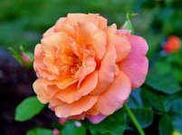 DSC_1186.jpg