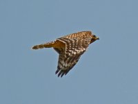 Hawk2.jpg