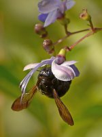 Bee2.jpg